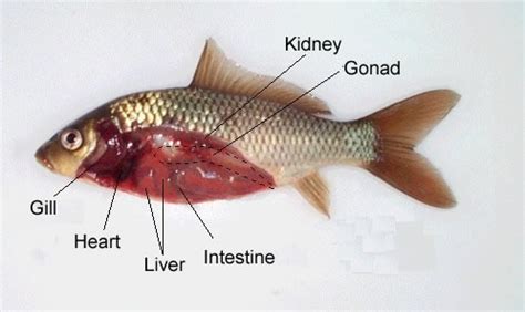 fish liver|Fish anatomy .
